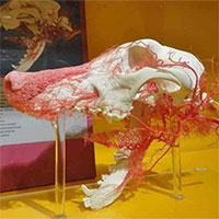 Vì sao không nên đánh vào miệng của chó, mèo?