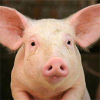 Các nhà khoa học Đan Mạch ra mắt 