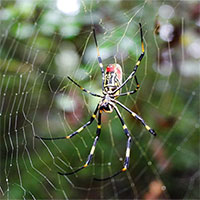 Hàng triệu con nhện bay xâm chiếm bờ đông nước Mỹ