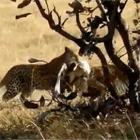 Tốn sức giết đại bàng, báo đốm lại có hành động khó tin phía sau