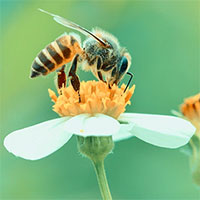 Côn trùng mất khứu giác vì ô nhiễm không khí, loài người tự đi mà thụ phấn cho cây