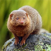 Những loài động vật nhỏ bé đáng yêu nhất thế giới