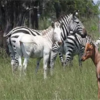 Phát hiện ngựa vằn bạch tạng hiếm thấy ở châu Phi