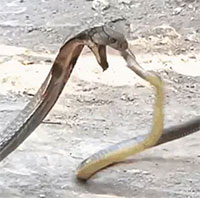 Rắn ráo phi thân cắn thủng họng hổ mang chúa và cái kết bất ngờ
