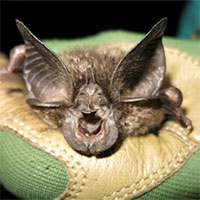 Loài dơi tưởng đã tuyệt chủng tái xuất sau 4 thập kỷ