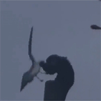 Khỉ mũ tóm gọn, đập chim mòng biển trên cột cao 7m