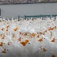 Không phải gà, đây mới là loài gia cầm đầu tiên được con người thuần hóa