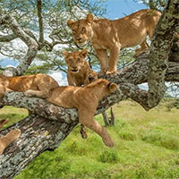 Vì sao sư tử trèo cây lại rất vụng về?