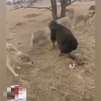 Ngao Tây Tạng tử chiến cả bầy chó sói để giành mồi và cái kết khó tin