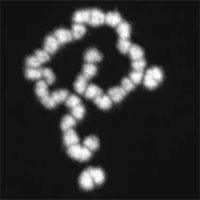 Các nhà khoa học phát hiện ra cách đàn mối toàn con cái tồn tại