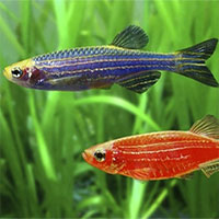 Cá phát sáng biến đổi gene rủ nhau trốn khỏi trang trại