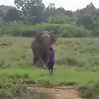 Cố gắng "thôi miên" voi, người đàn ông nhận cái kết kinh hoàng