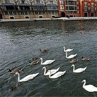 Vì sao mọi thiên nga trắng ở Anh đều thuộc sở hữu của nữ hoàng?