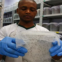 Mỹ sắp thả 2,4 tỷ con muỗi biến đổi gene ra ngoài môi trường