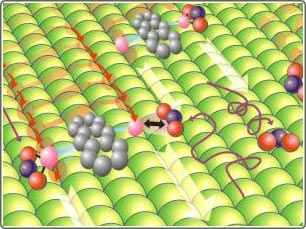 Phân tử có khả năng đi bộ như người giờ đây còn có khả năng chở hàng.