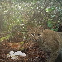 Linh miêu phá tổ, ăn trứng trăn xâm hại