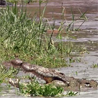 Khi chúa sơn lâm chạm mặt vua đầm lầy, con nào sẽ thắng?