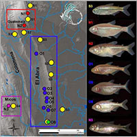 Những con cá hang động sống sót trong môi trường thiếu oxy như thế nào?