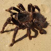 Tuyển tập những loài nhện lớn nhất thế giới