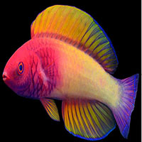 Phát hiện loài cá cầu vồng tuyệt đẹp, có thể phát sáng nơi tối tăm