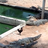 Lạc bước vào lãnh địa cá sấu, chú gà xấu số lĩnh án tử