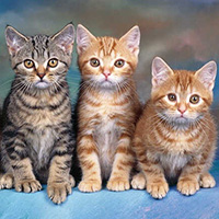 Cách tính tuổi mèo cực đơn giản