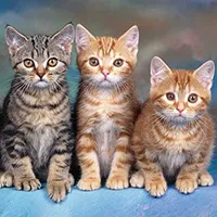 Cách tính tuổi mèo cực đơn giản