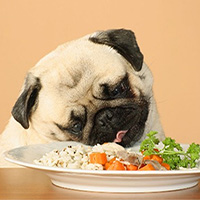 Cách tính tuổi chó cực đơn giản