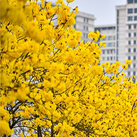 Những điều cần biết về cây phong linh hoa vàng đang hot nhất hiện nay