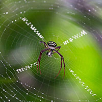 Protein trên tơ nhện có thể cải thiện khả năng chống ung thư