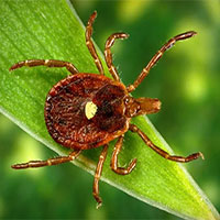 Phát hiện virus gây bệnh chết người đang lây lan nhanh