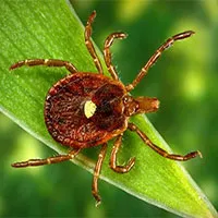 Phát hiện virus gây bệnh chết người đang lây lan nhanh