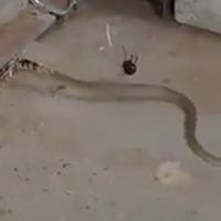 Nhện độc giăng bẫy, đoạt mạng rắn bằng vũ khí chết người