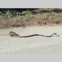 Chuột mẹ điên cuồng 'tử chiến' rắn độc giành lại con và cái kết