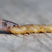 Rắn quý hiếm bỏ mạng vì ăn thịt rết độc quá khổ