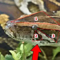 Nhận diện trăn Miến Điện cực nhanh chỉ với 3 dấu hiệu: Hươu cao cổ, miếng vá và cái nêm