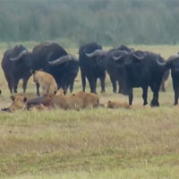 Bầy sư tử vừa hạ được con mồi lớn thì bị đàn trâu tấn công, kết cục sẽ ra sao?