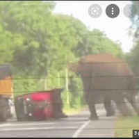 Voi khổng lồ nổi điên, húc đổ xe chở du khách ở giữa đường