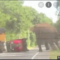 Voi khổng lồ nổi điên, húc đổ xe chở du khách ở giữa đường