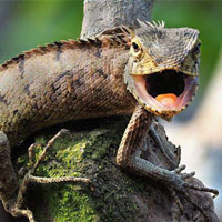 Tắc kè, kỳ nhông đại chiến