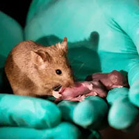 Lần đầu tiên thực hiện trinh sản thành công ở loài chuột