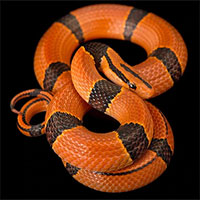 Cận cảnh vẻ đẹp ma mị của rắn - Loài sát thủ thầm lặng