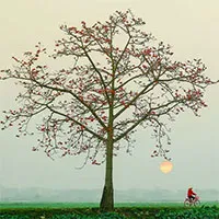 Thái Bình in mid-March: ancient red silk-cotton trees burst into fiery bloom