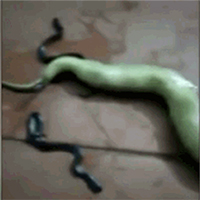 Bị đập nát đầu, rắn mẹ vẫn quằn quại trên sàn nhà để cố gắng sinh con