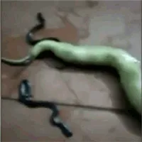 Bị đập nát đầu, rắn mẹ vẫn quằn quại trên sàn nhà để cố gắng sinh con