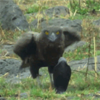 Rắn hổ mang tử chiến đại bàng và cái kết khó tin