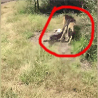 Sư tử vồ ngã, kéo lê người đàn ông trên đất và cái kết khiến ai cũng thót tim