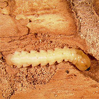 Thảm họa với hàng tỷ cây tần bì ở Mỹ và Châu Âu: Sâu ngọc lục bảo Đông Á