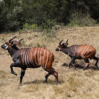 Kenya nỗ lực bảo tồn loài linh dương Bongo quý hiếm