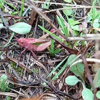 Phát hiện châu chấu hồng do đột biến gene cực hiếm